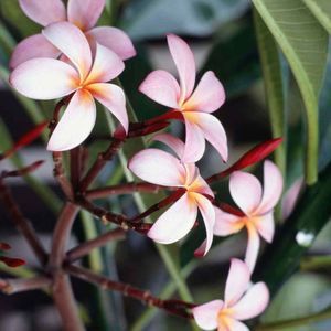 Meet your Posher, Shelly